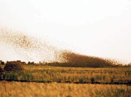Large Quelea flock in rice fields